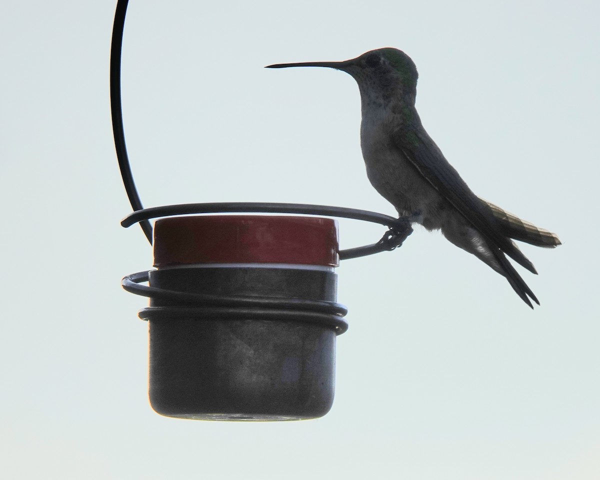 Broad-tailed Hummingbird - ML638778850