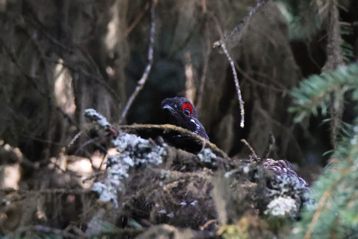 Spruce Grouse - ML638778854