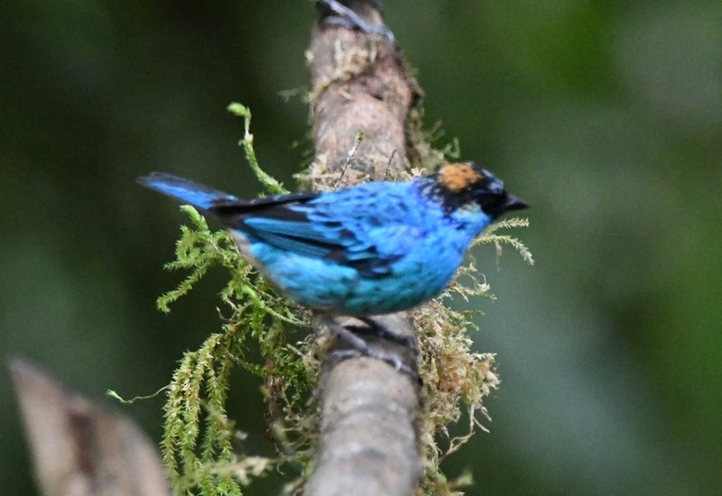 Golden-naped Tanager - ML638778859