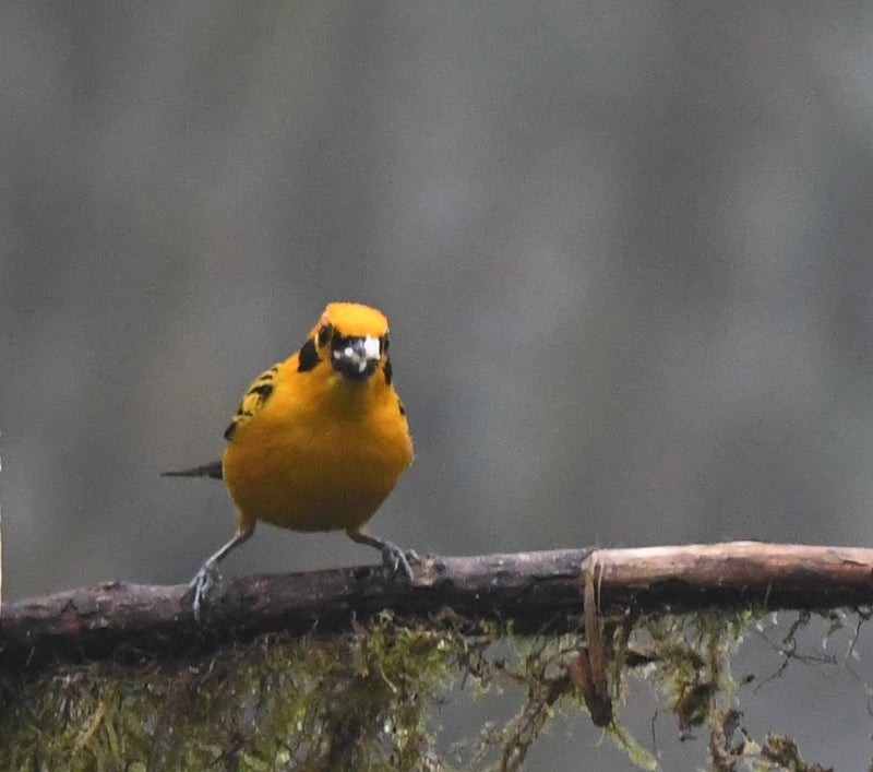 Golden Tanager - ML638778865