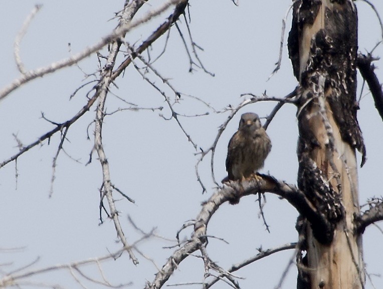 American Kestrel (Northern) - ML638778866