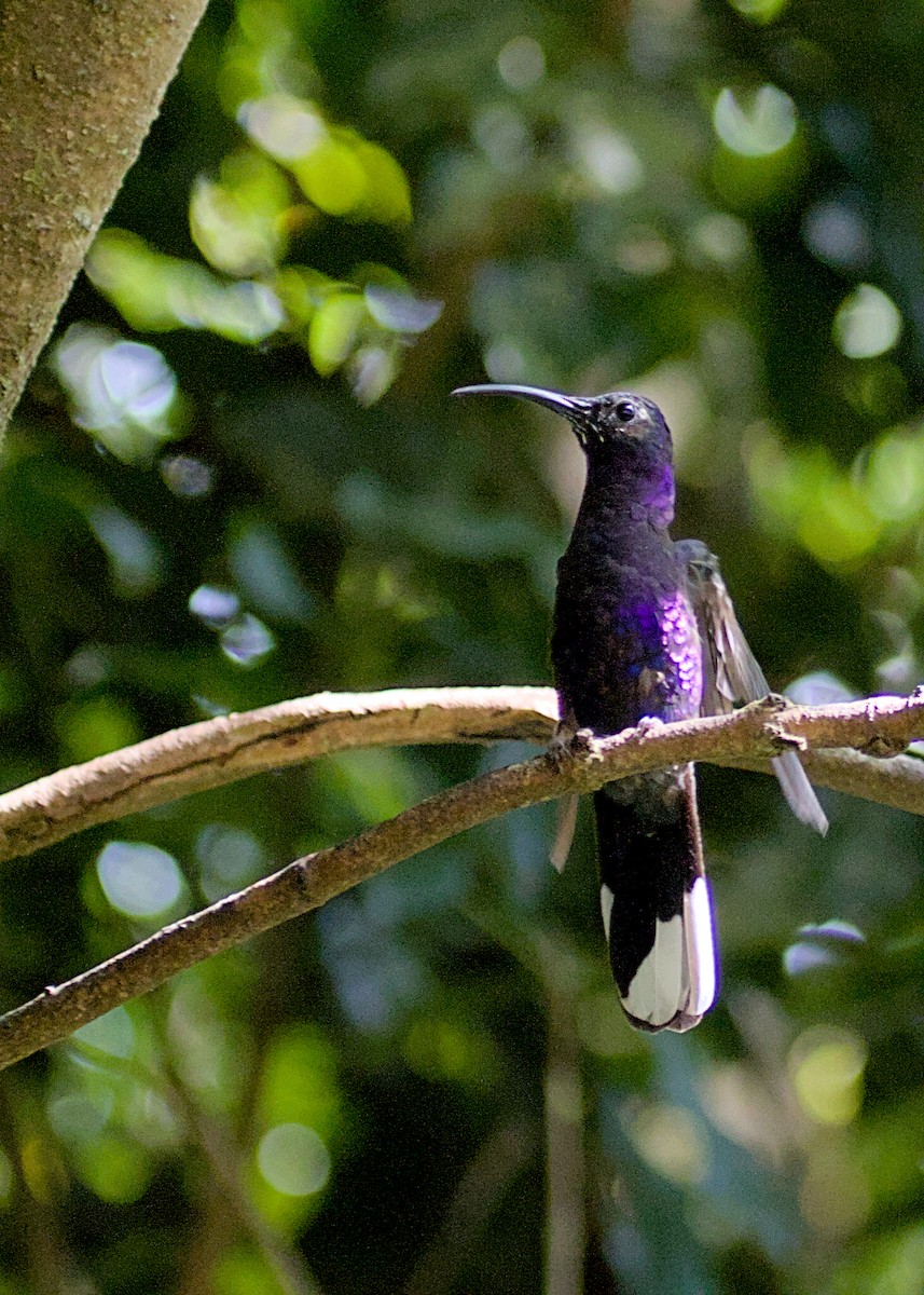 Violet Sabrewing - ML638778886