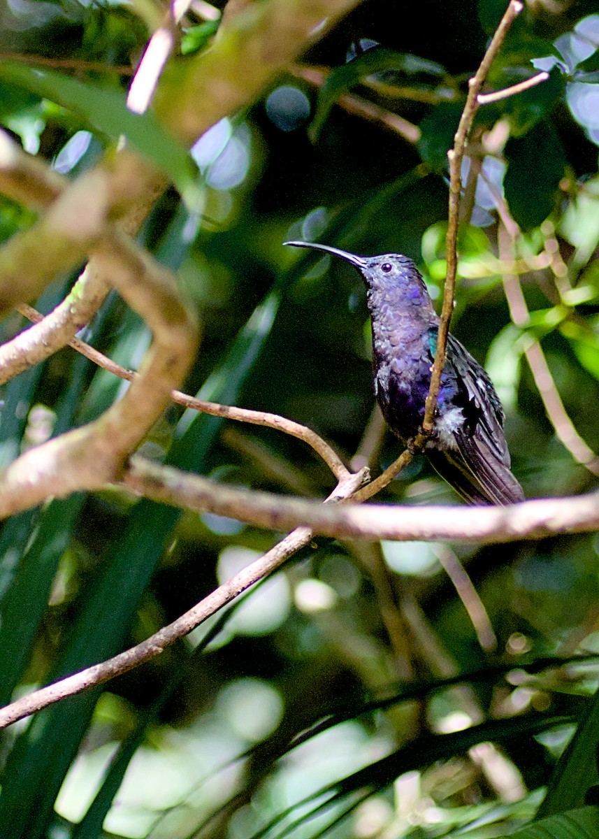 Violet Sabrewing - ML638778887