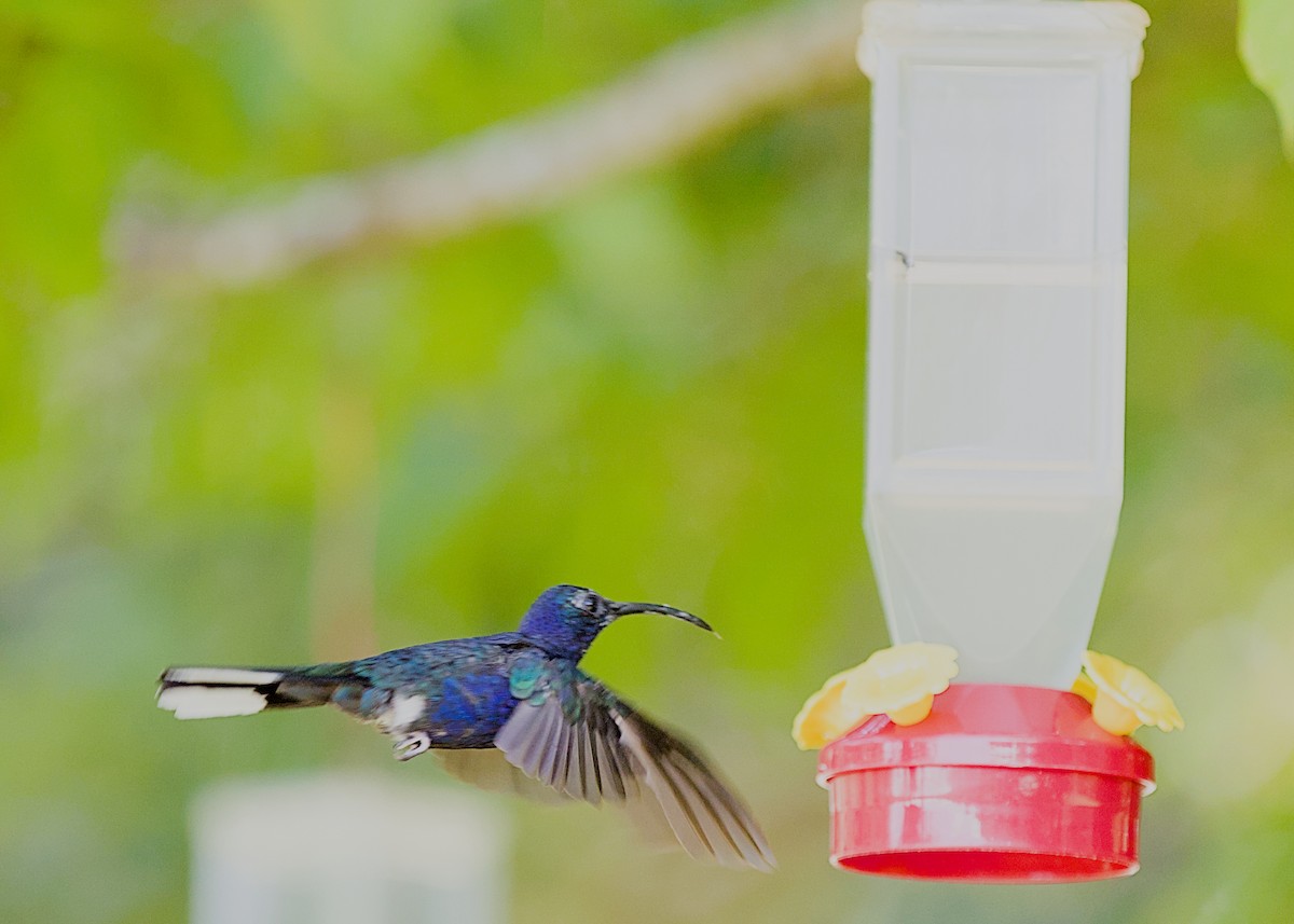 Violet Sabrewing - ML638778888