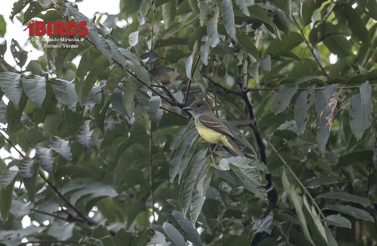 Panama Flycatcher - ML638778952