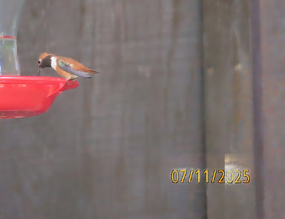 Colibrí Rufo - ML638778955