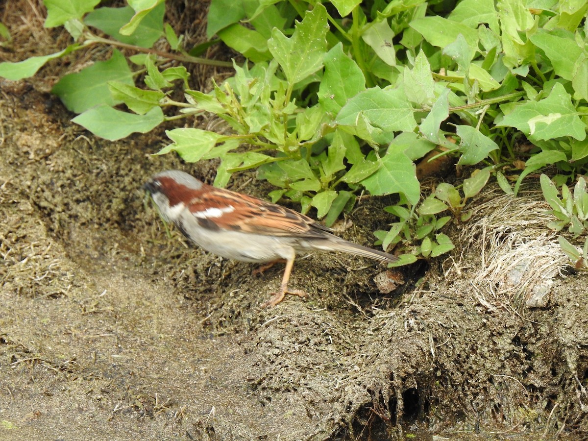 House Sparrow - ML638778960