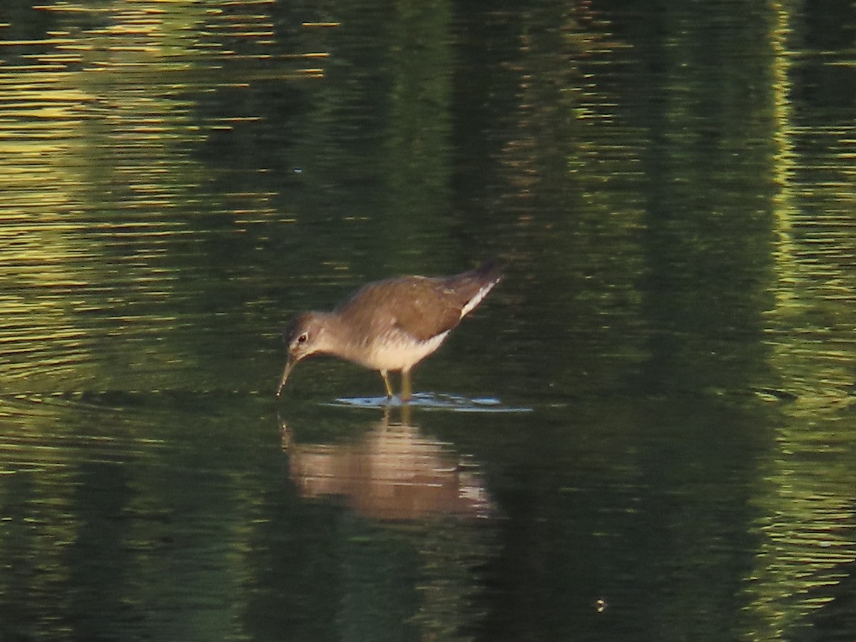 Solitary Sandpiper - ML638778990
