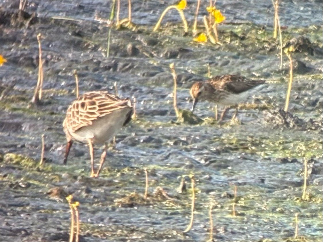 Graubrust-Strandläufer - ML638779018