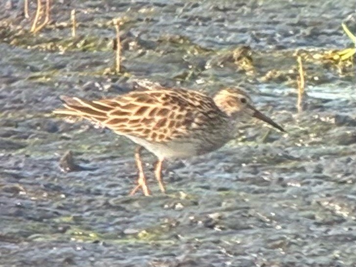 Graubrust-Strandläufer - ML638779019
