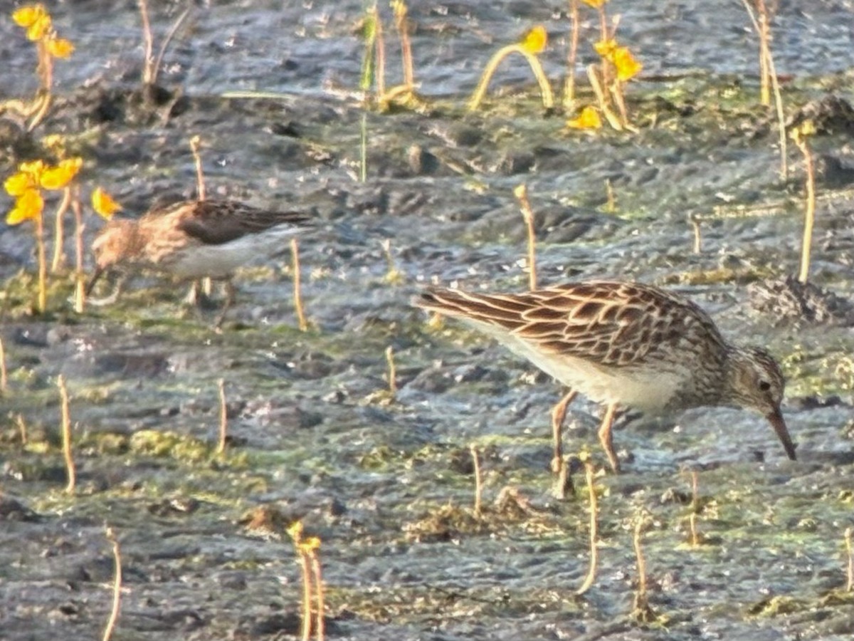 Graubrust-Strandläufer - ML638779020