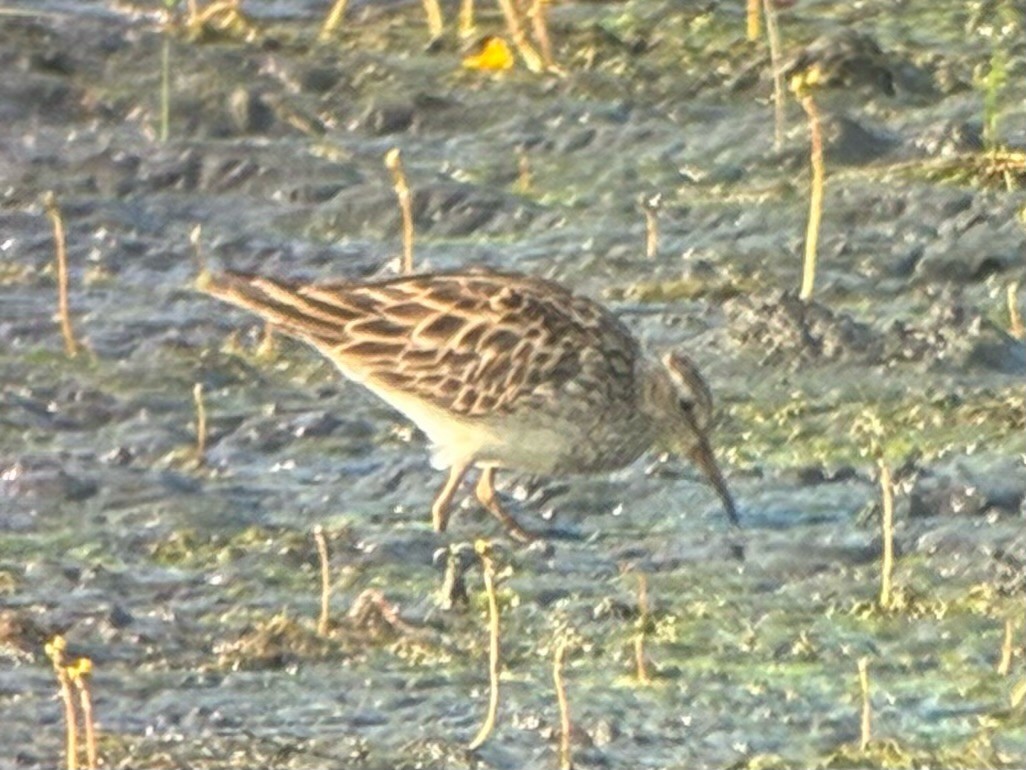 Graubrust-Strandläufer - ML638779022