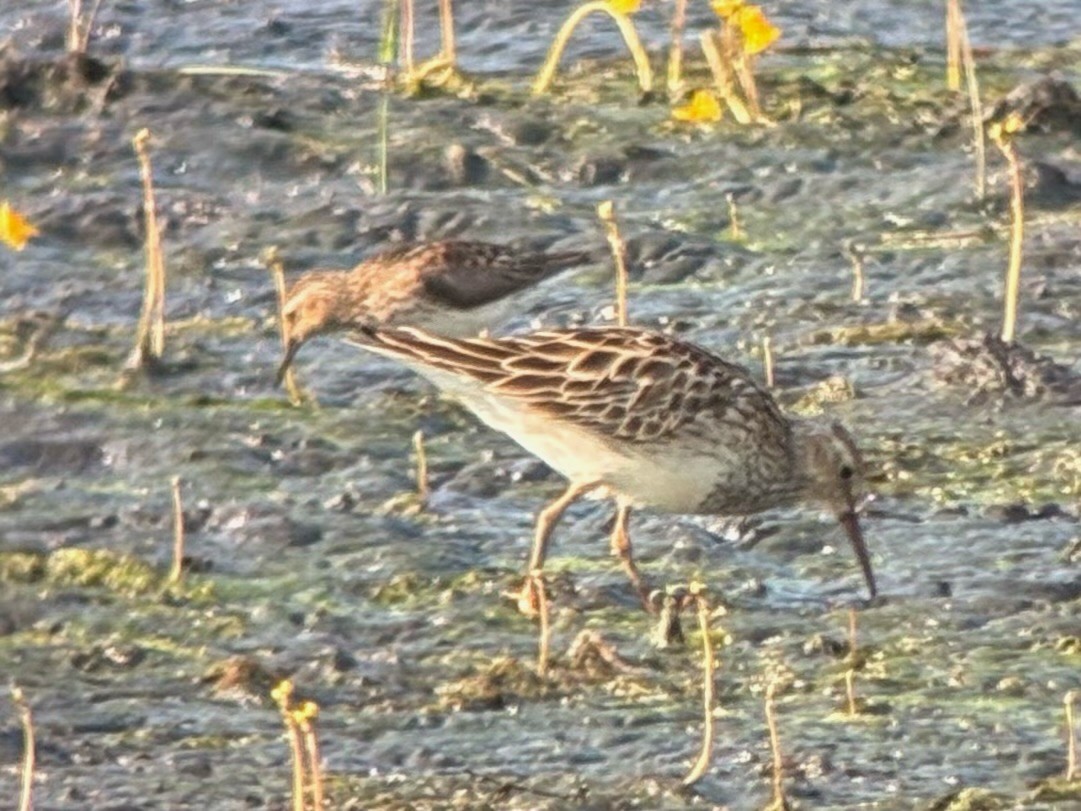 Graubrust-Strandläufer - ML638779023
