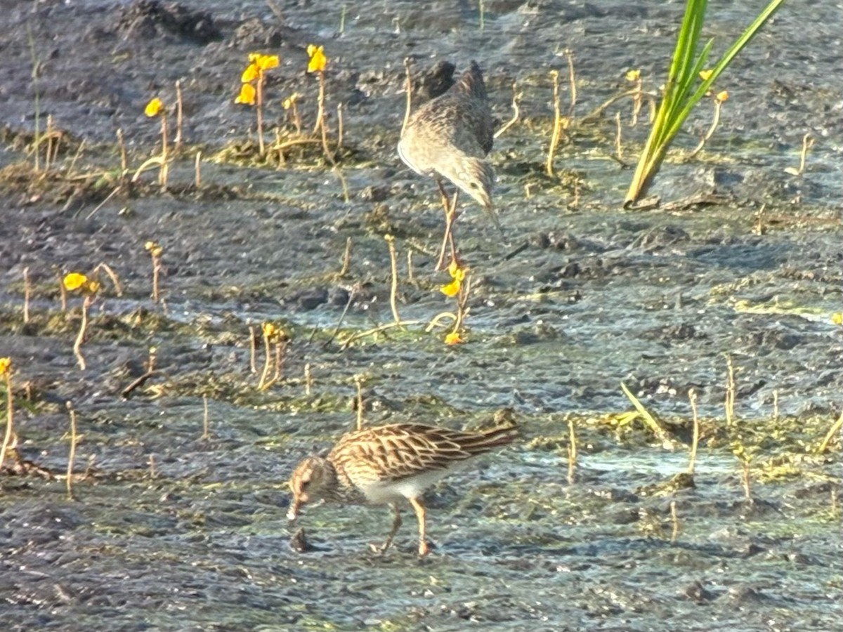 Graubrust-Strandläufer - ML638779024