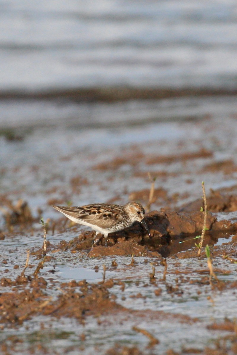 Western Sandpiper - ML638779055