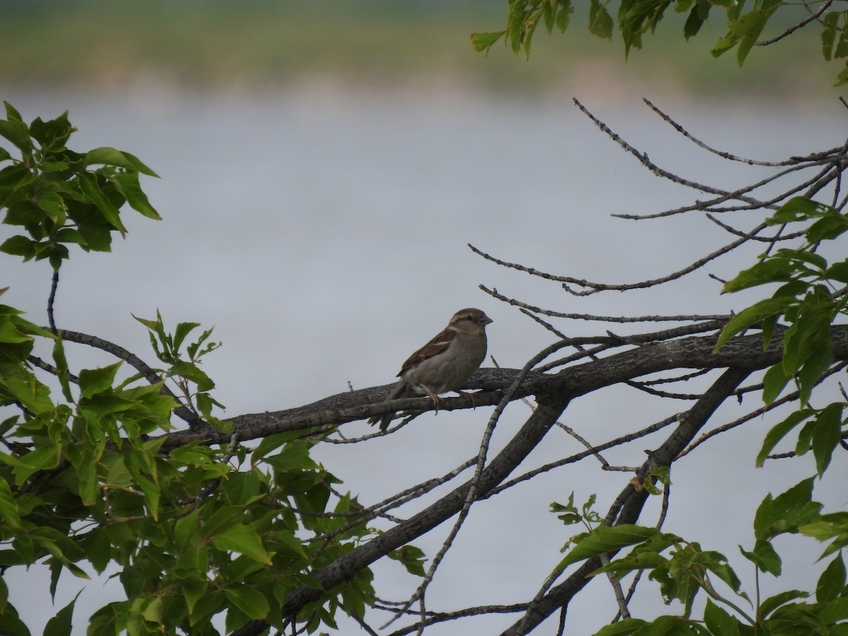 House Sparrow - ML638779057