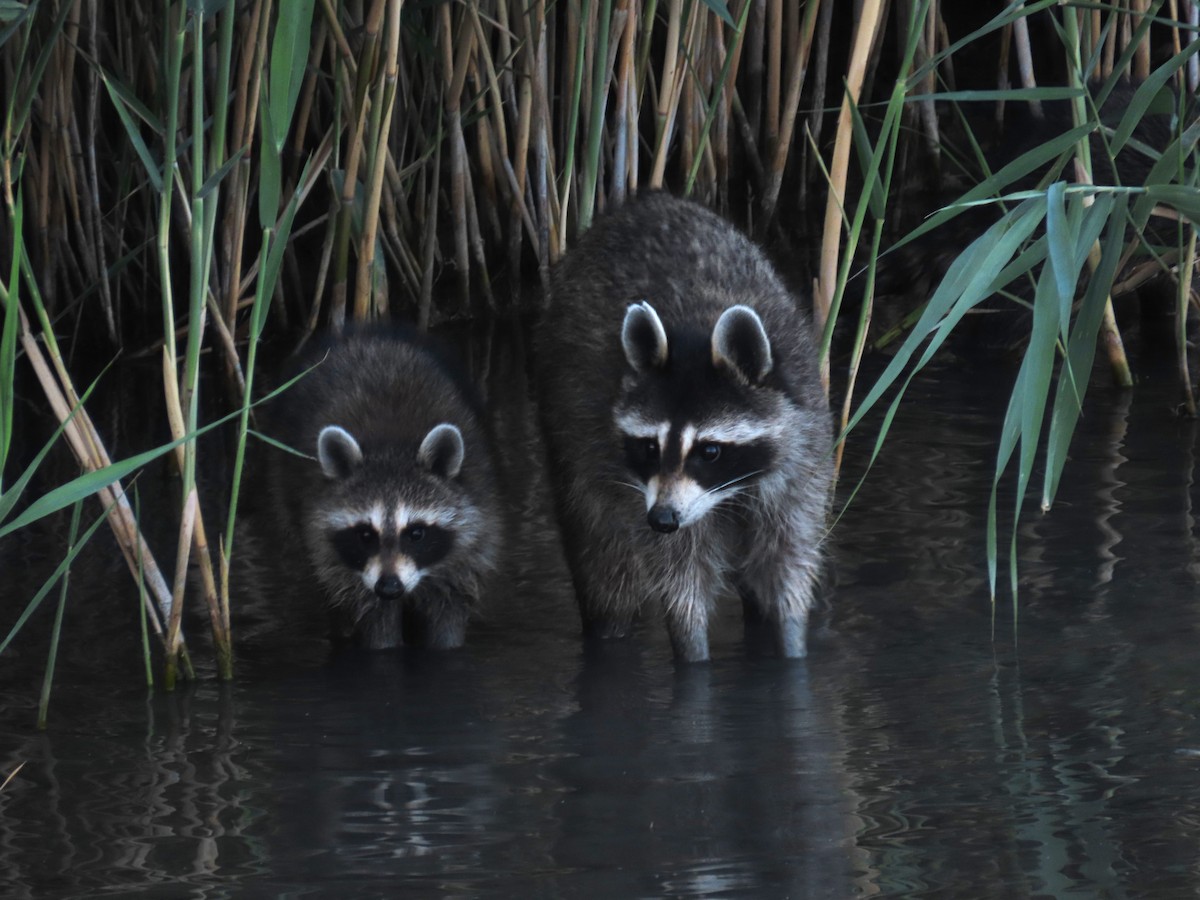 Common Raccoon - ML638779064