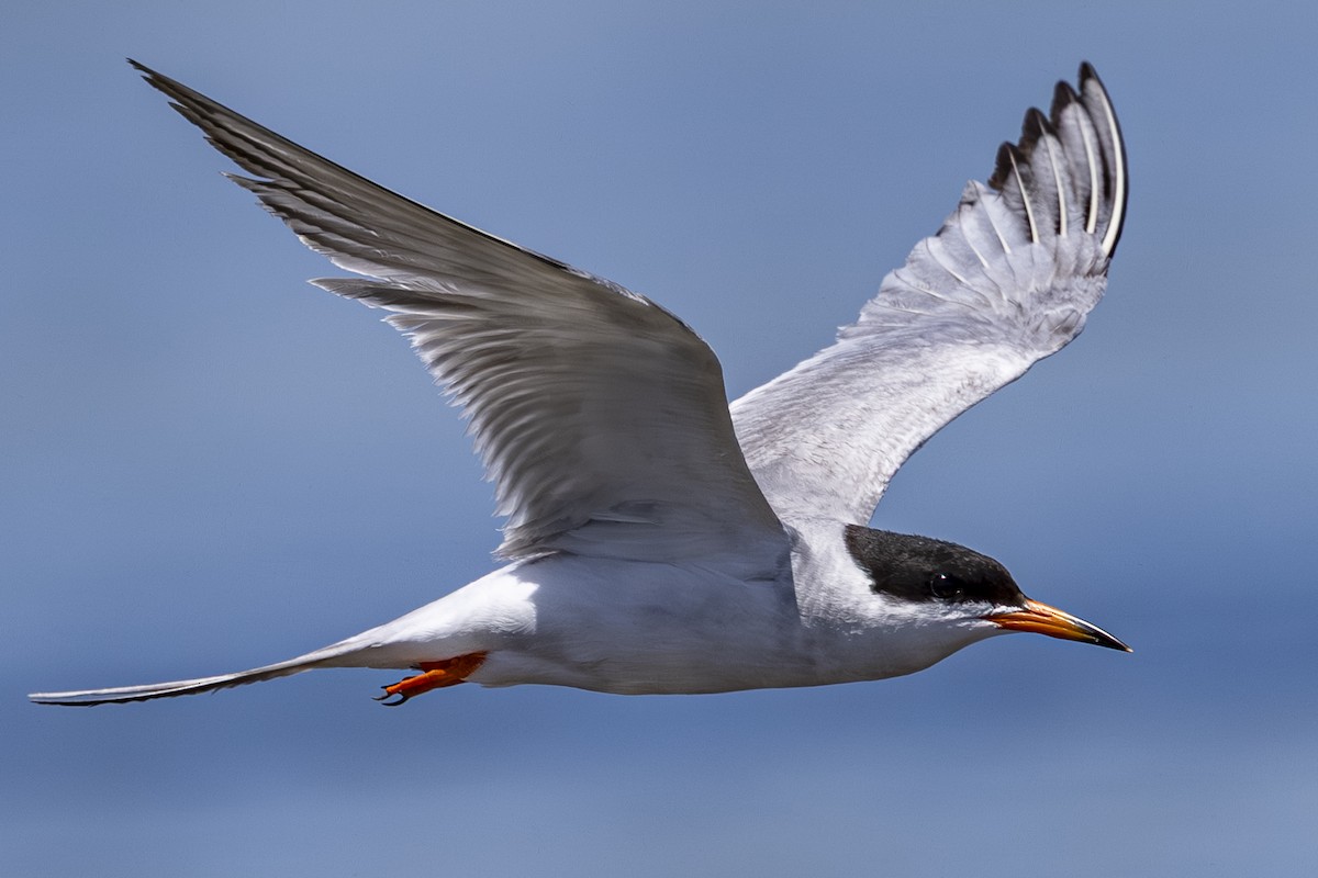 Forster's Tern - ML638779068