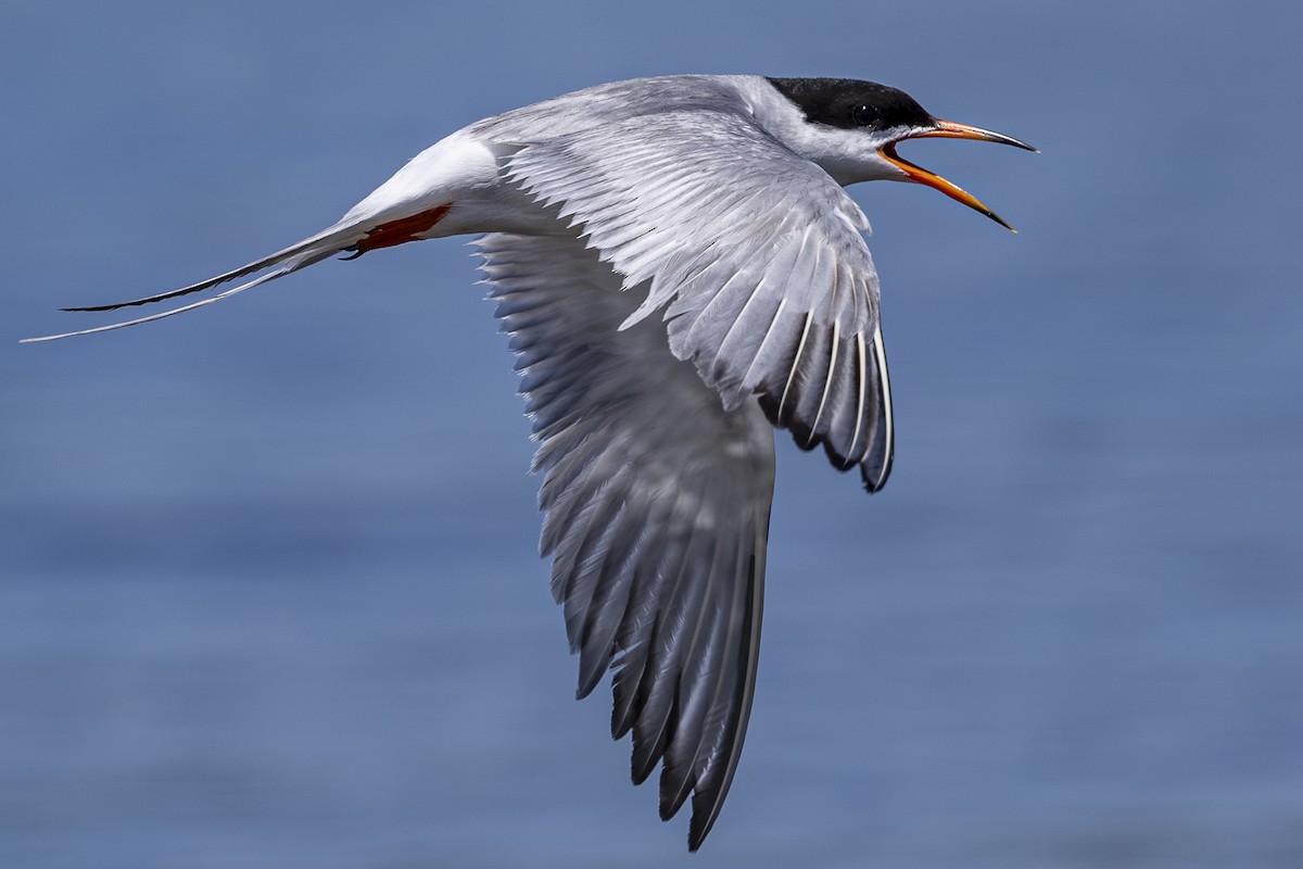 Forster's Tern - ML638779069