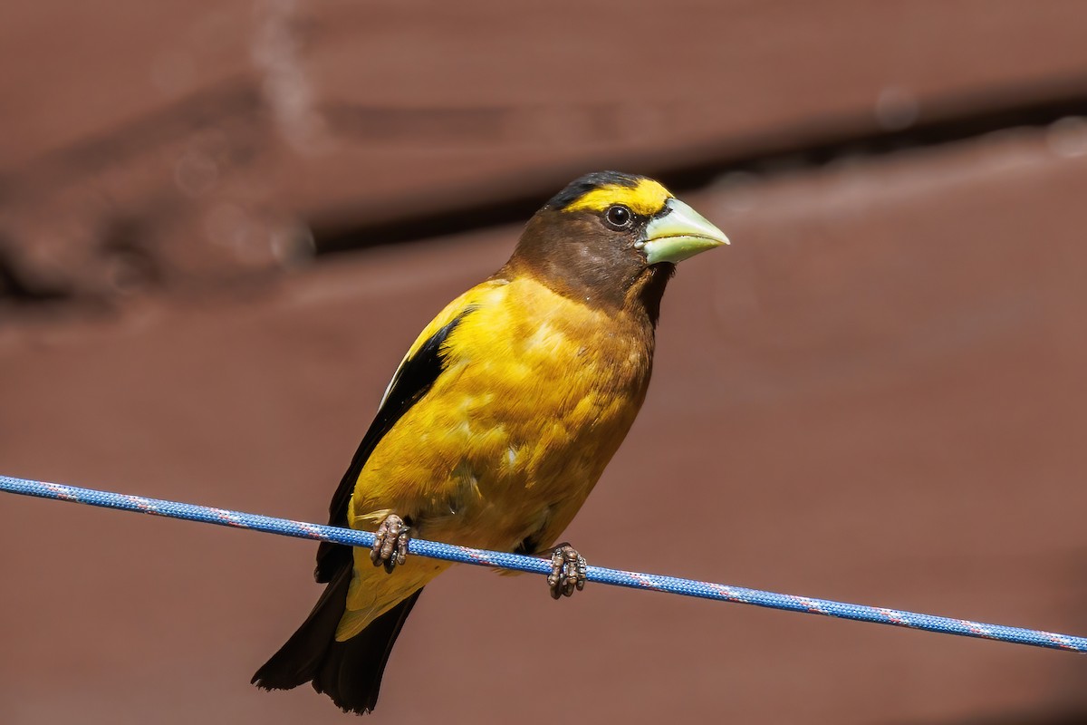 Evening Grosbeak - ML638779071
