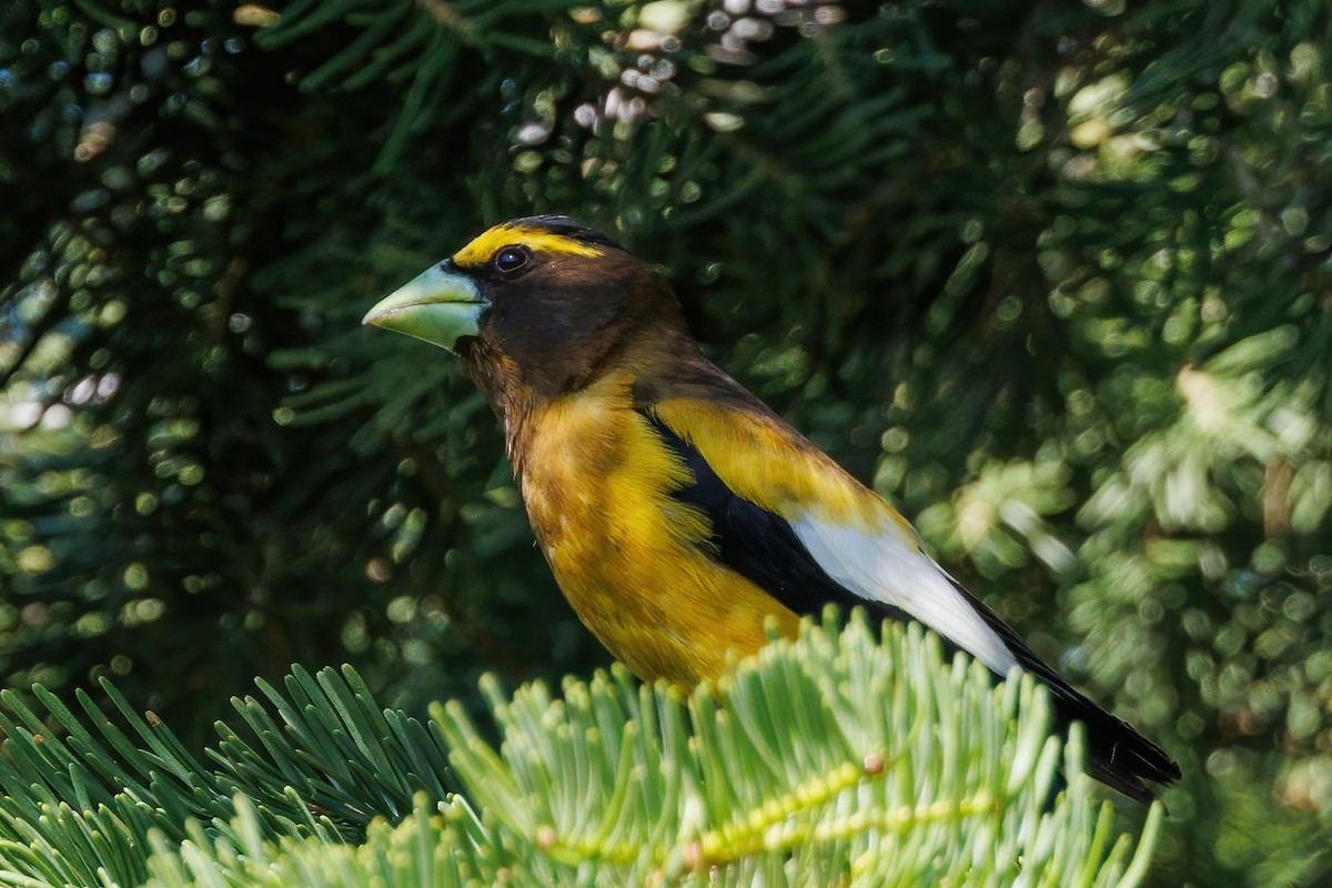 Evening Grosbeak - ML638779075