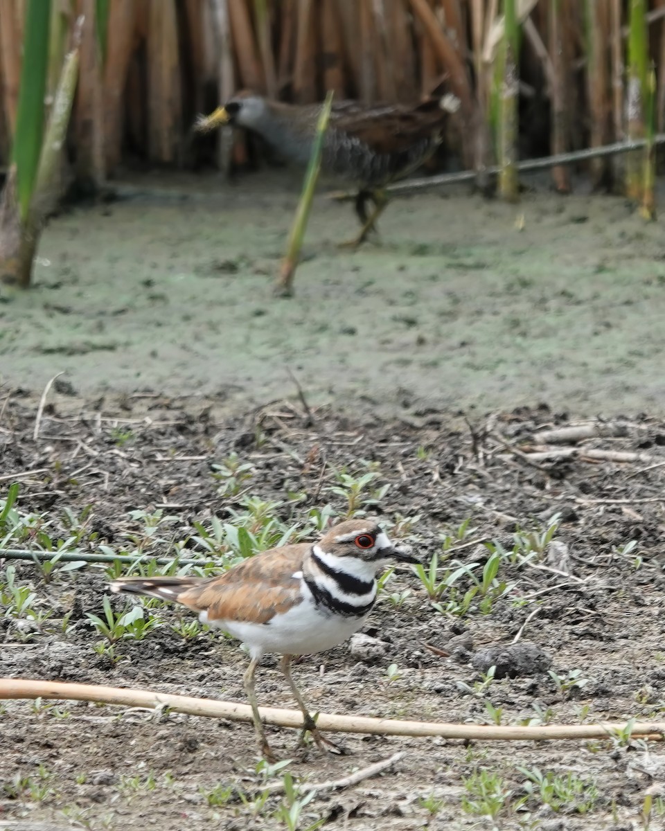 Killdeer - ML638779076