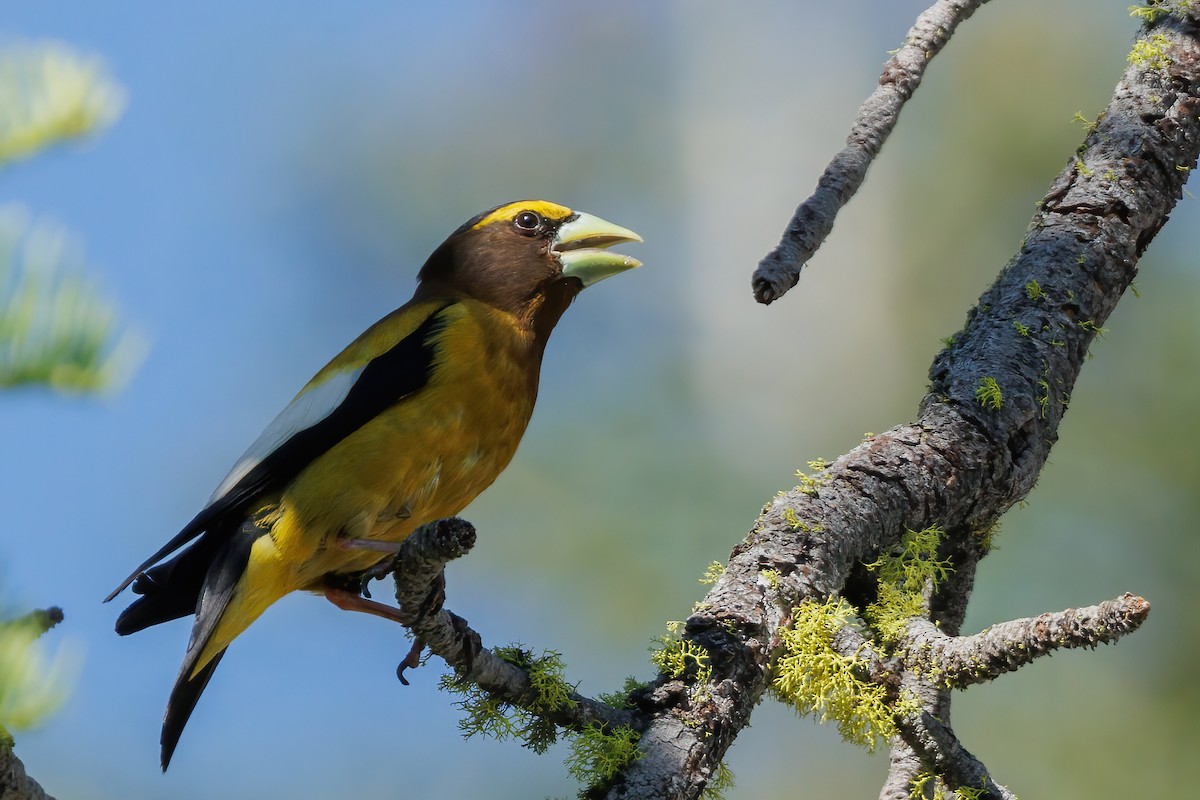 Evening Grosbeak - ML638779079