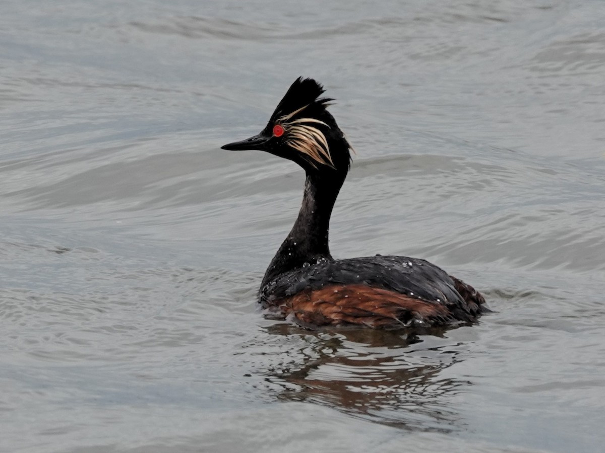 Eared Grebe - ML638779097