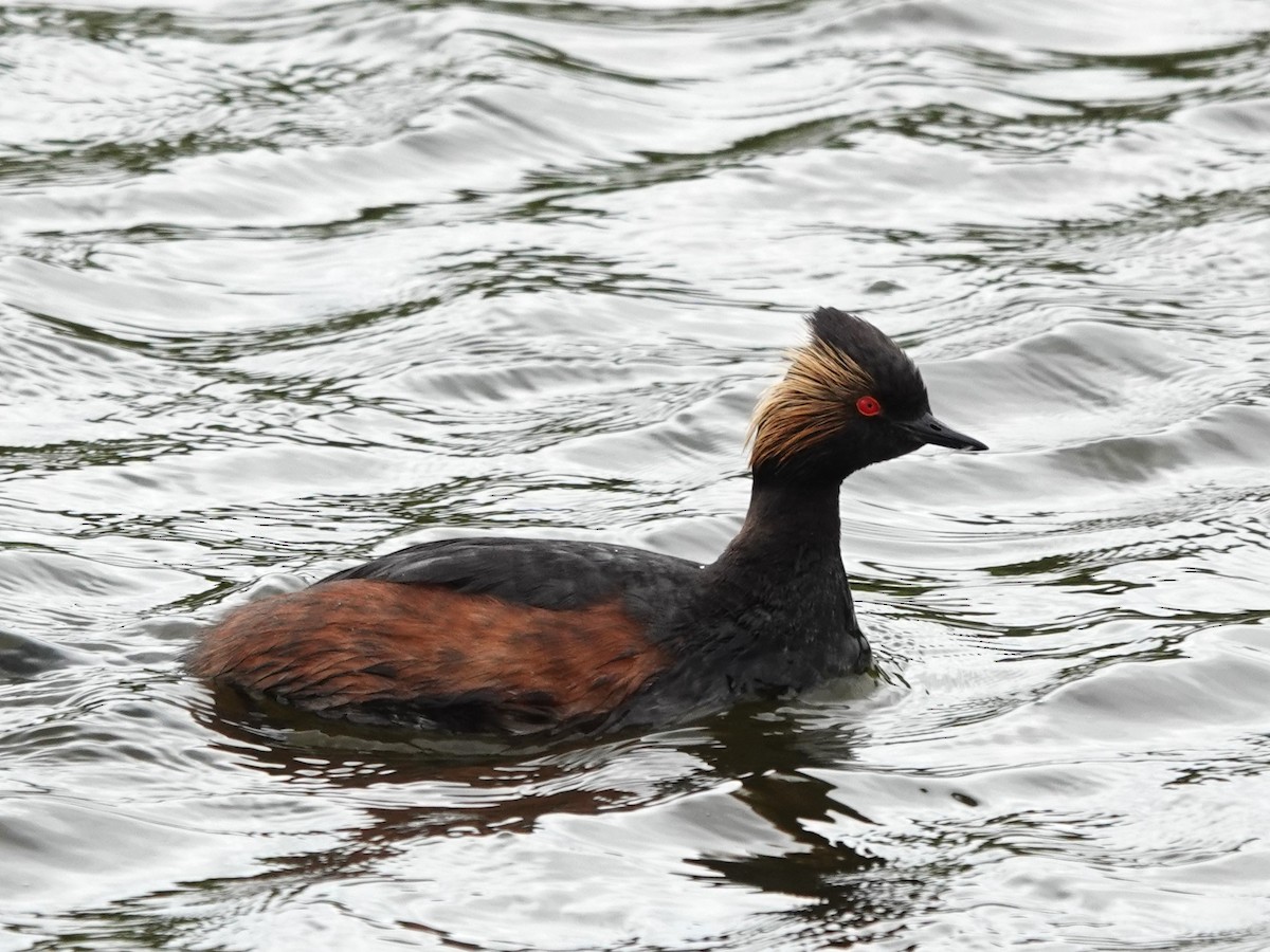 Eared Grebe - ML638779098