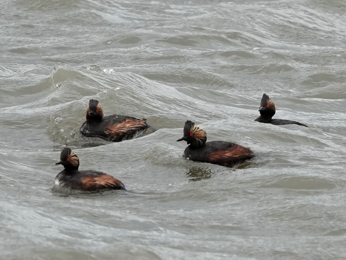Eared Grebe - ML638779099