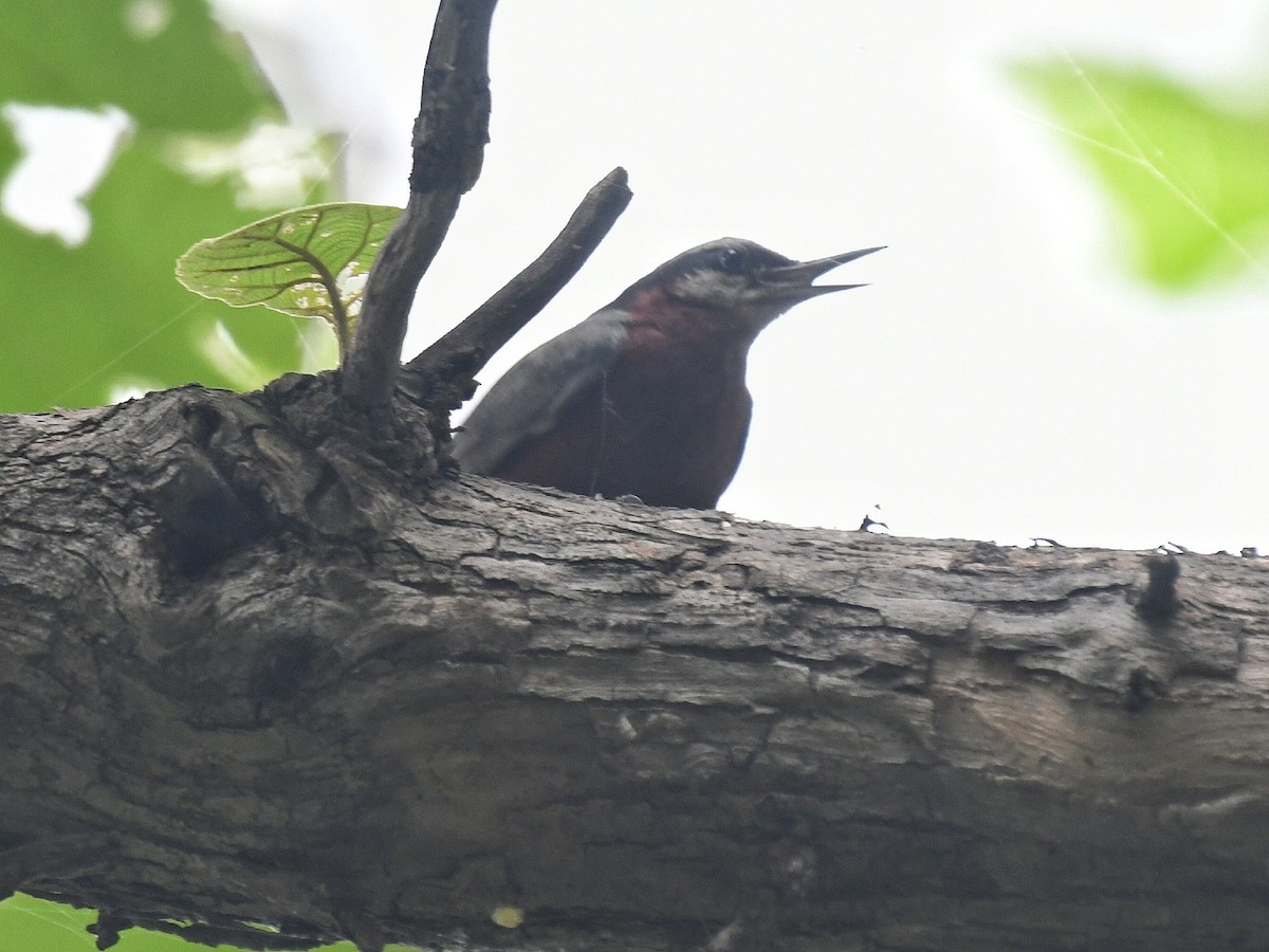 Indian Nuthatch - ML638779115
