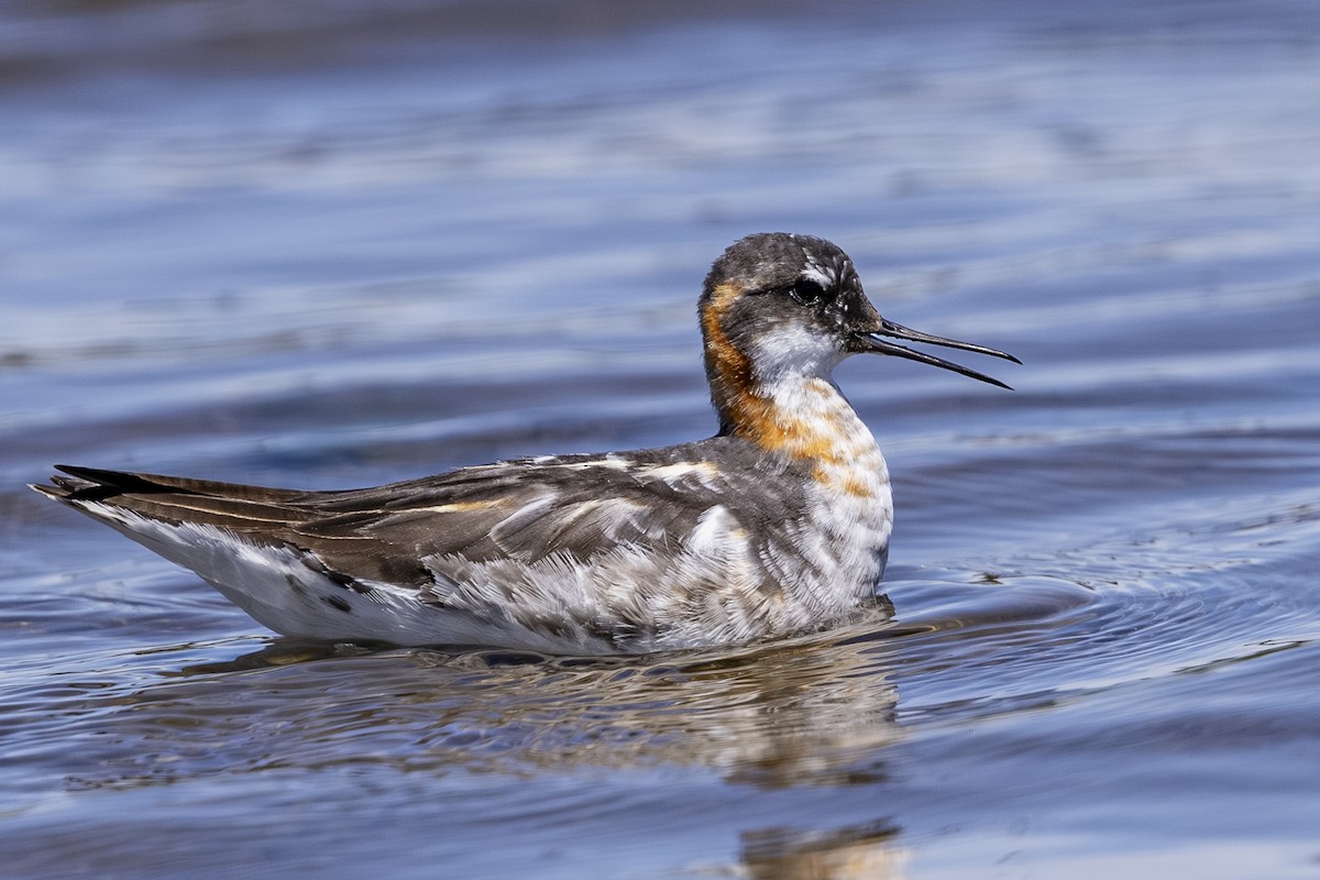 svømmesnipe - ML638779138