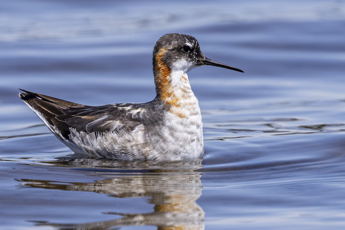 svømmesnipe - ML638779142