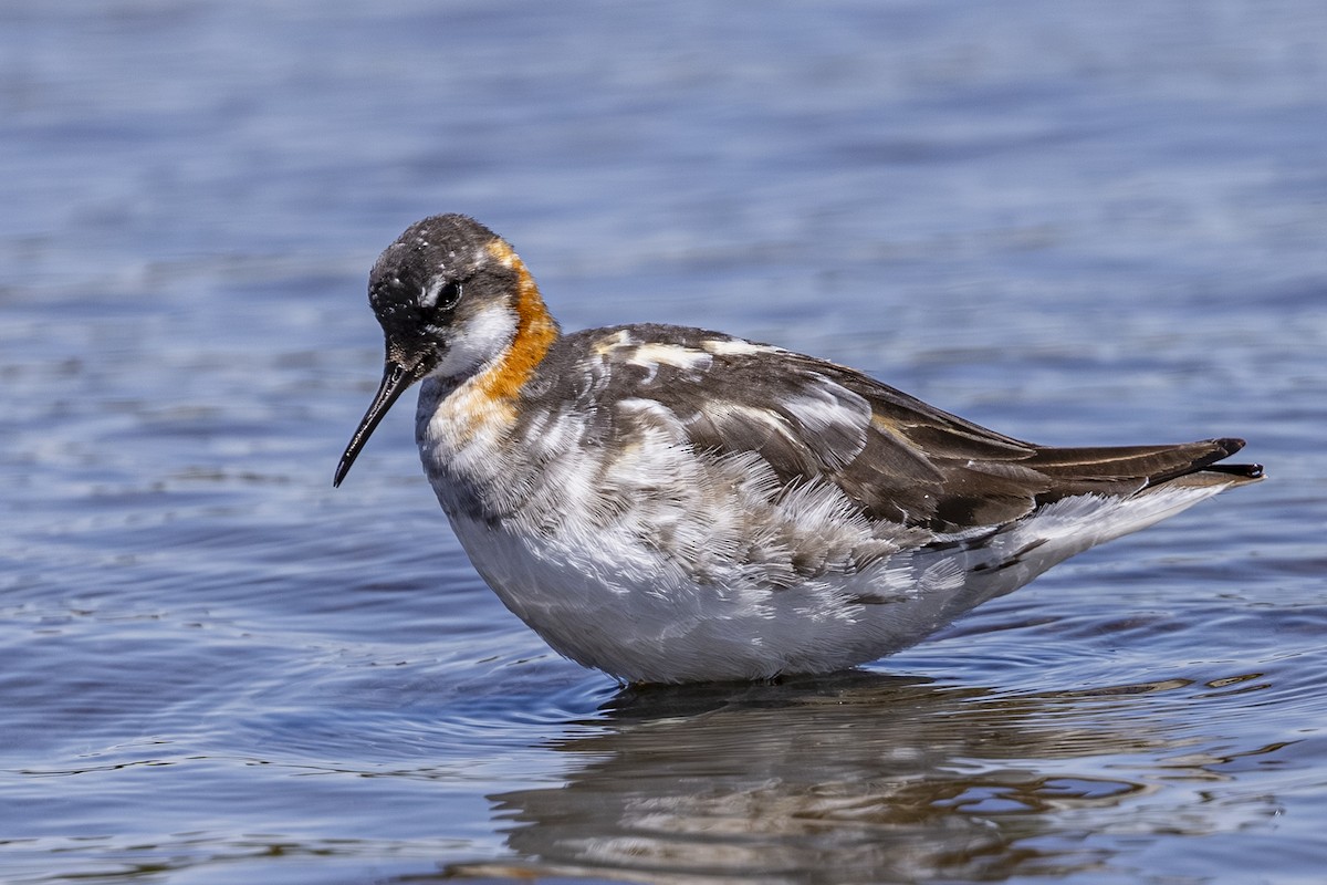 svømmesnipe - ML638779144