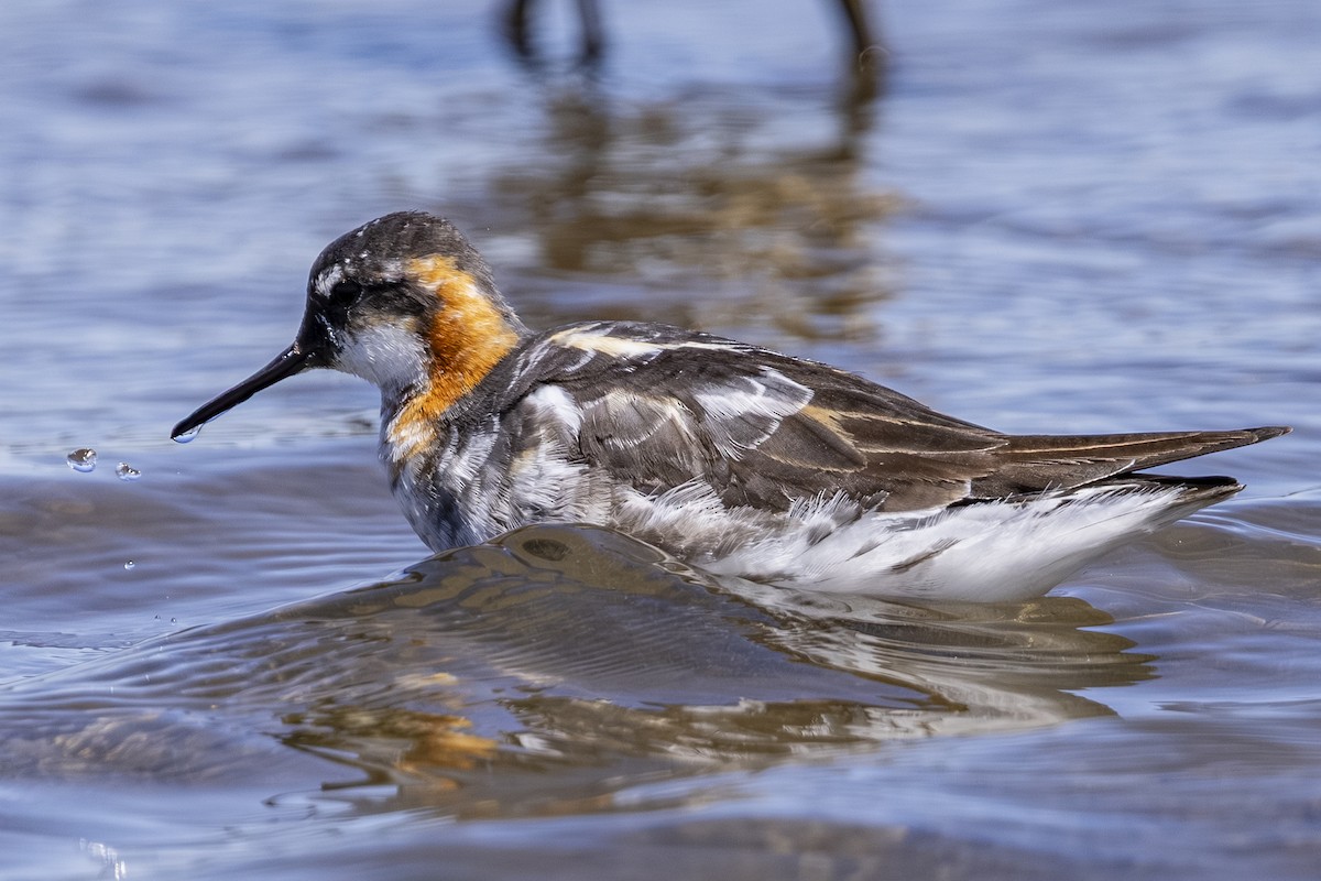 svømmesnipe - ML638779147