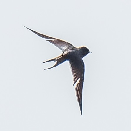 låvesvale - ML638779150