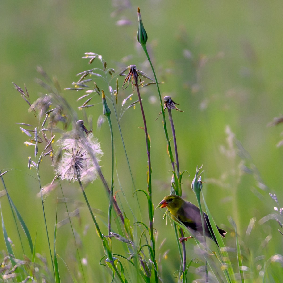 gulstillits - ML638779156