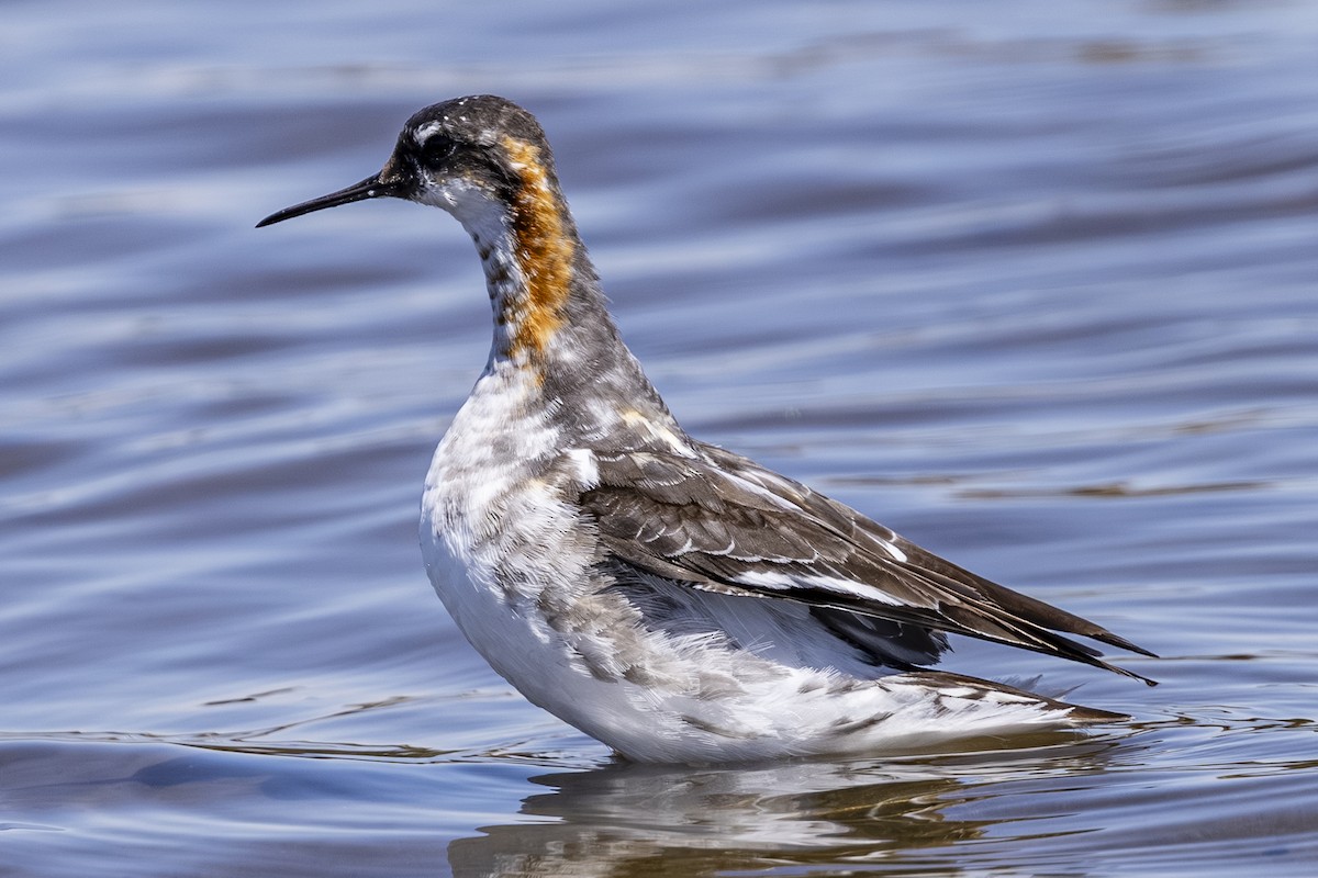 svømmesnipe - ML638779158