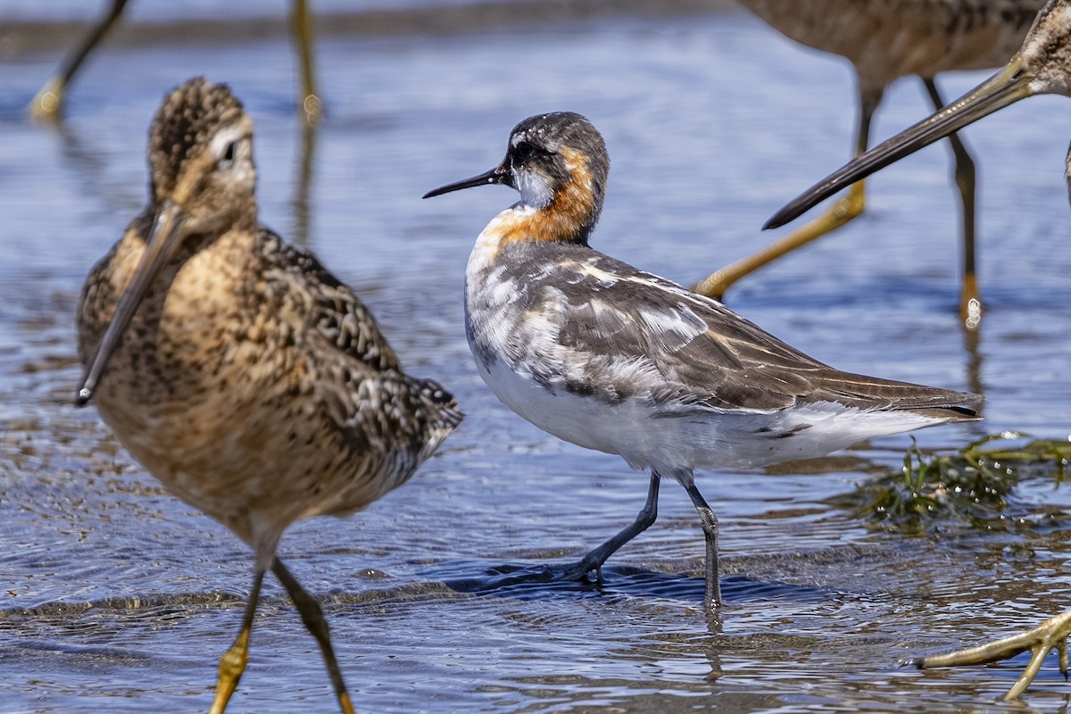 svømmesnipe - ML638779159