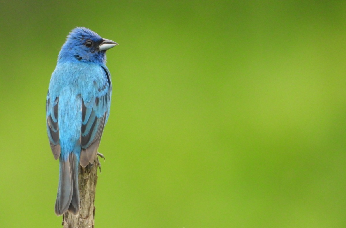 Indigo Bunting - ML638779165