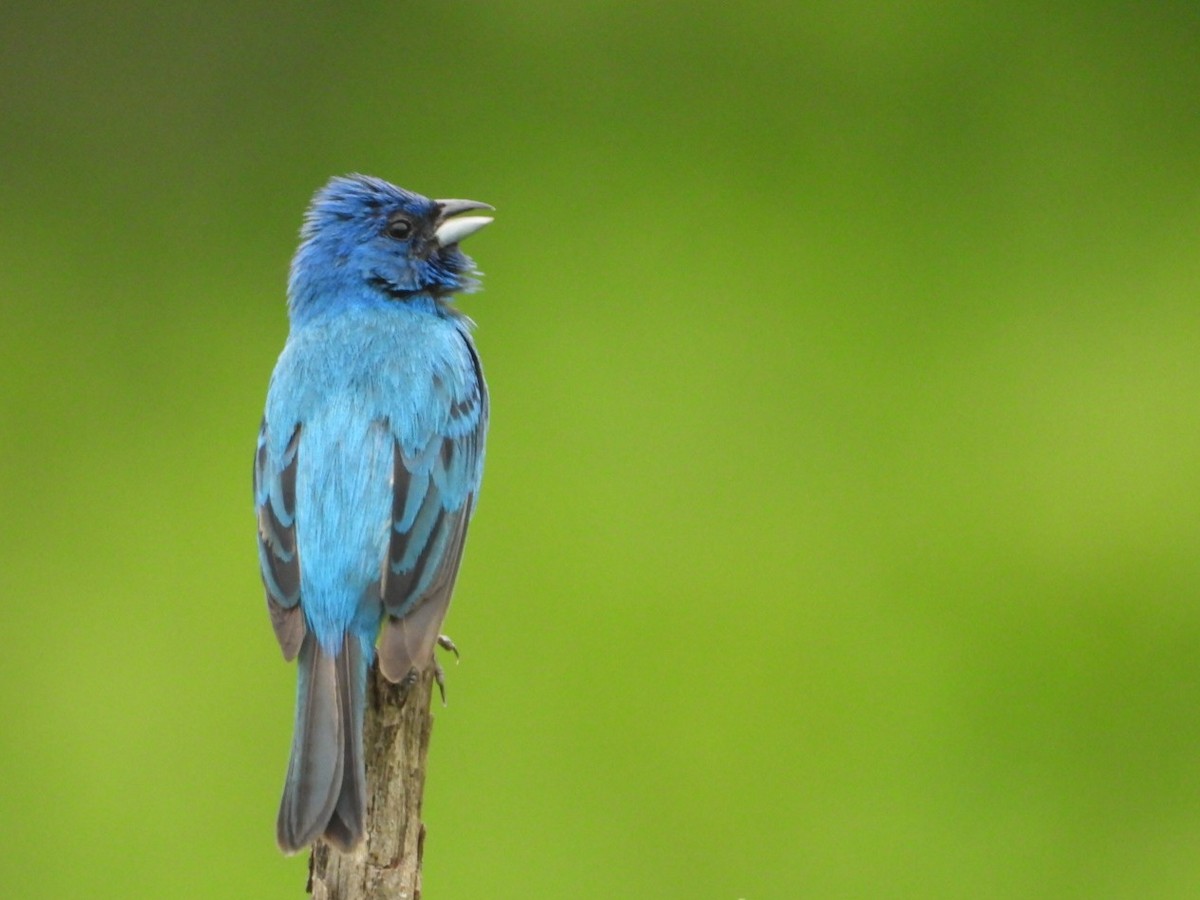 Indigo Bunting - ML638779166