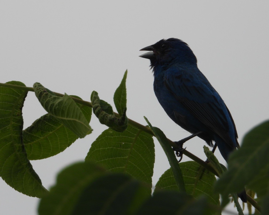 Indigo Bunting - ML638779167