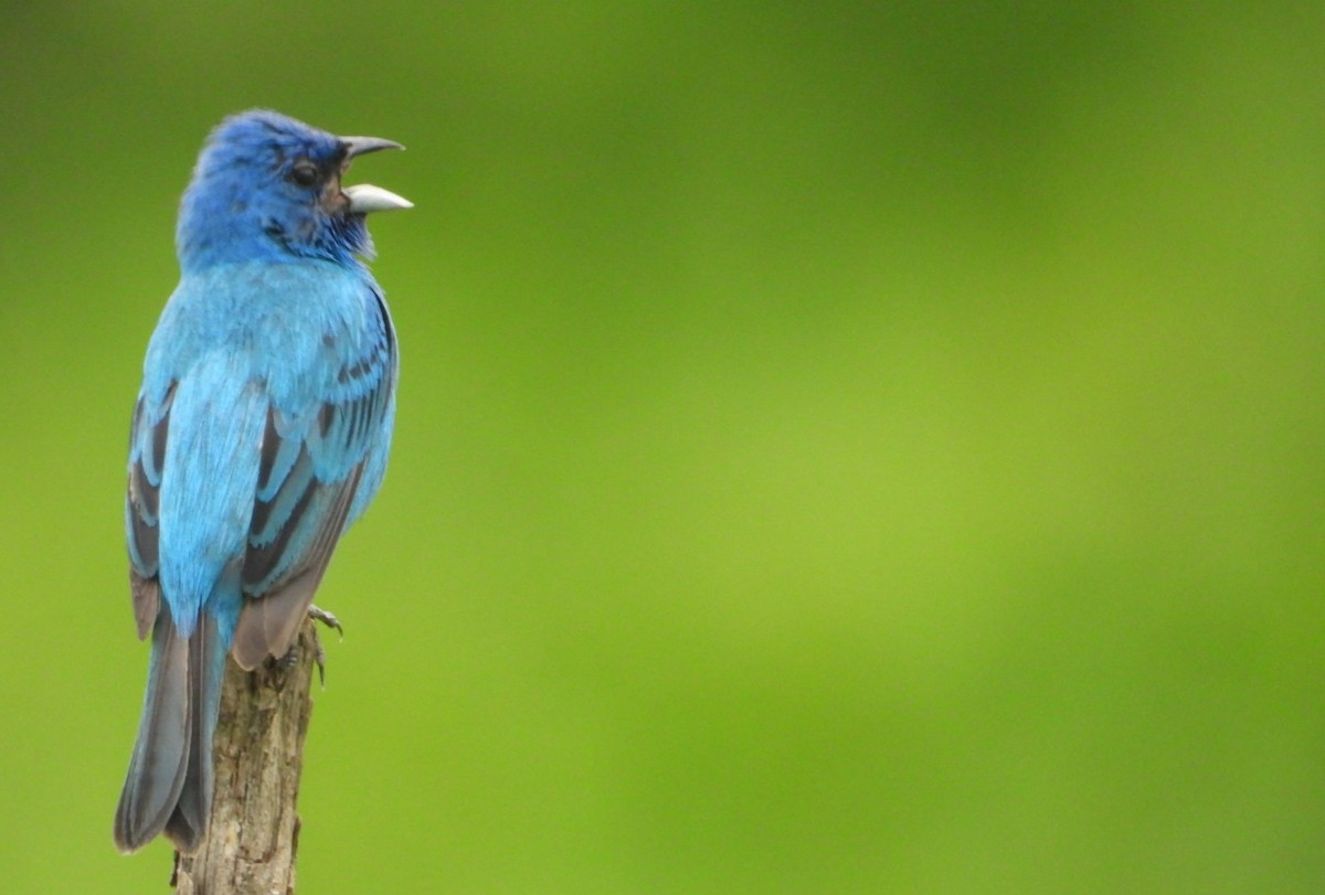 Indigo Bunting - ML638779168
