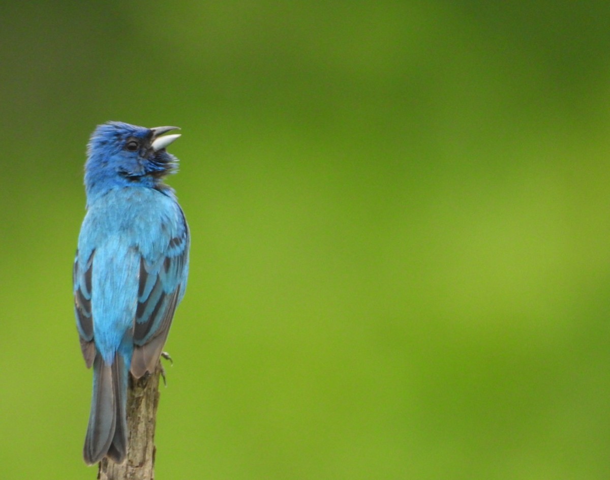 Indigo Bunting - ML638779169