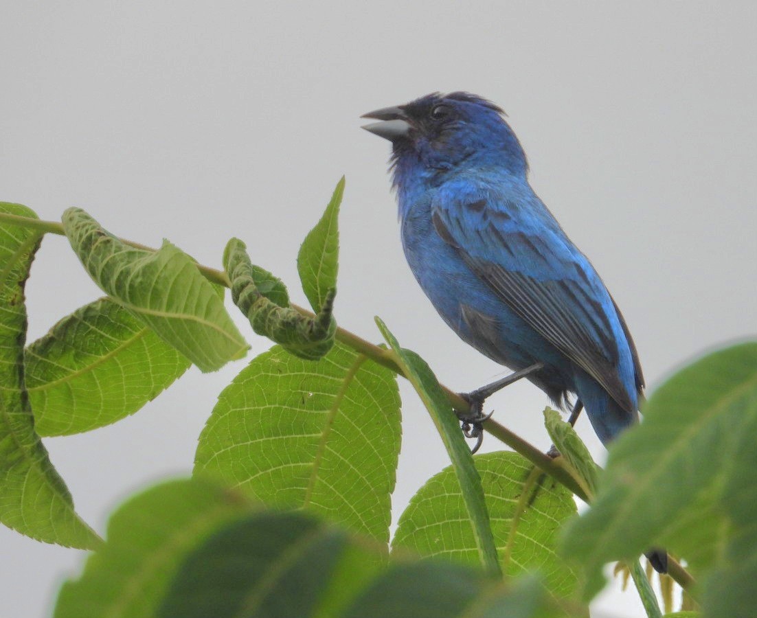 Indigo Bunting - ML638779171