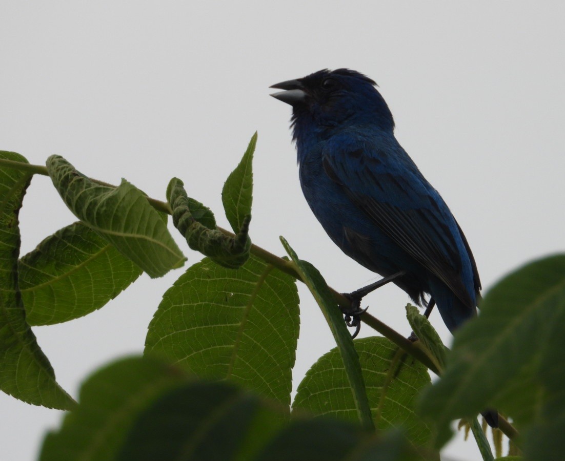 Indigo Bunting - ML638779172