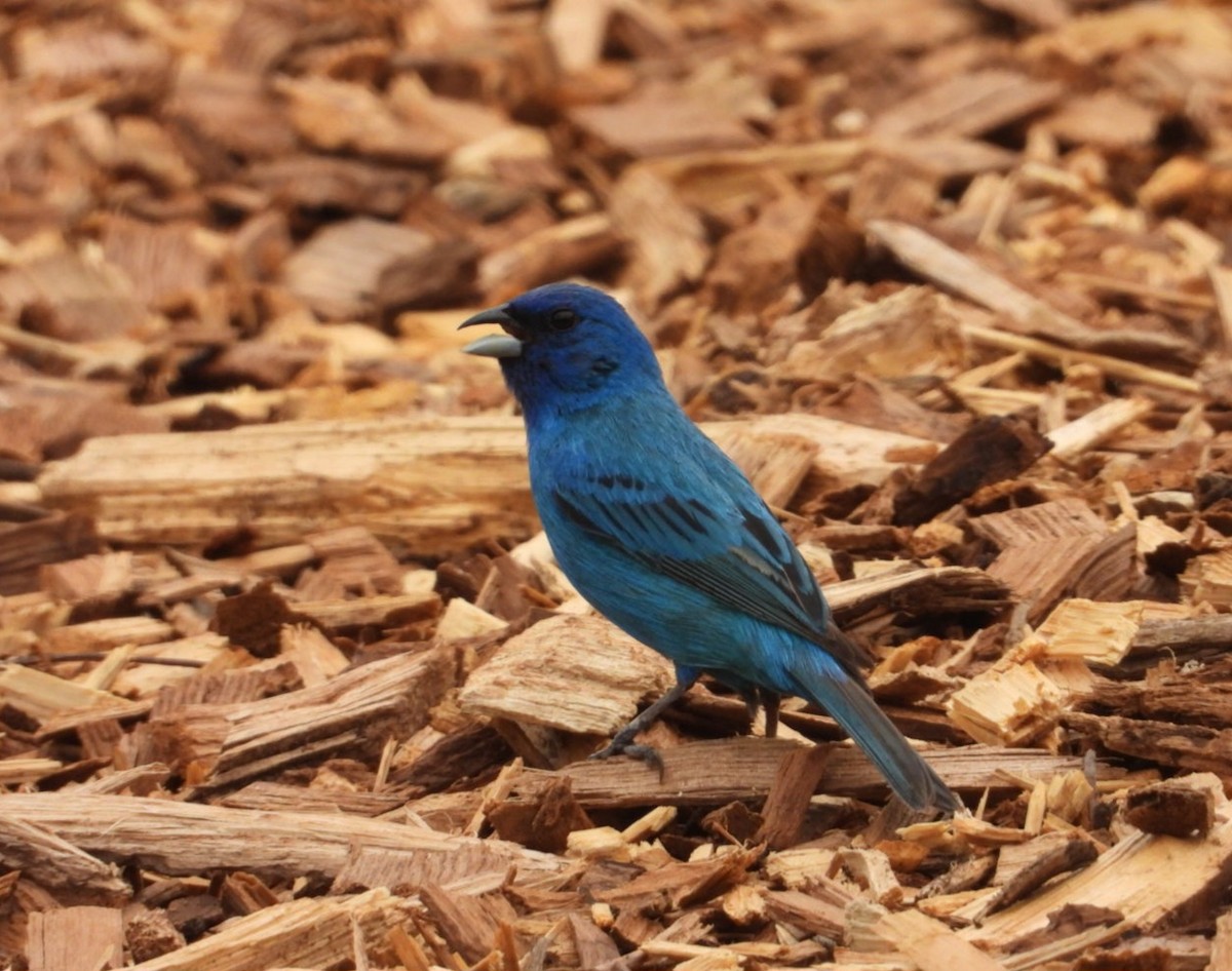 Indigo Bunting - ML638779173