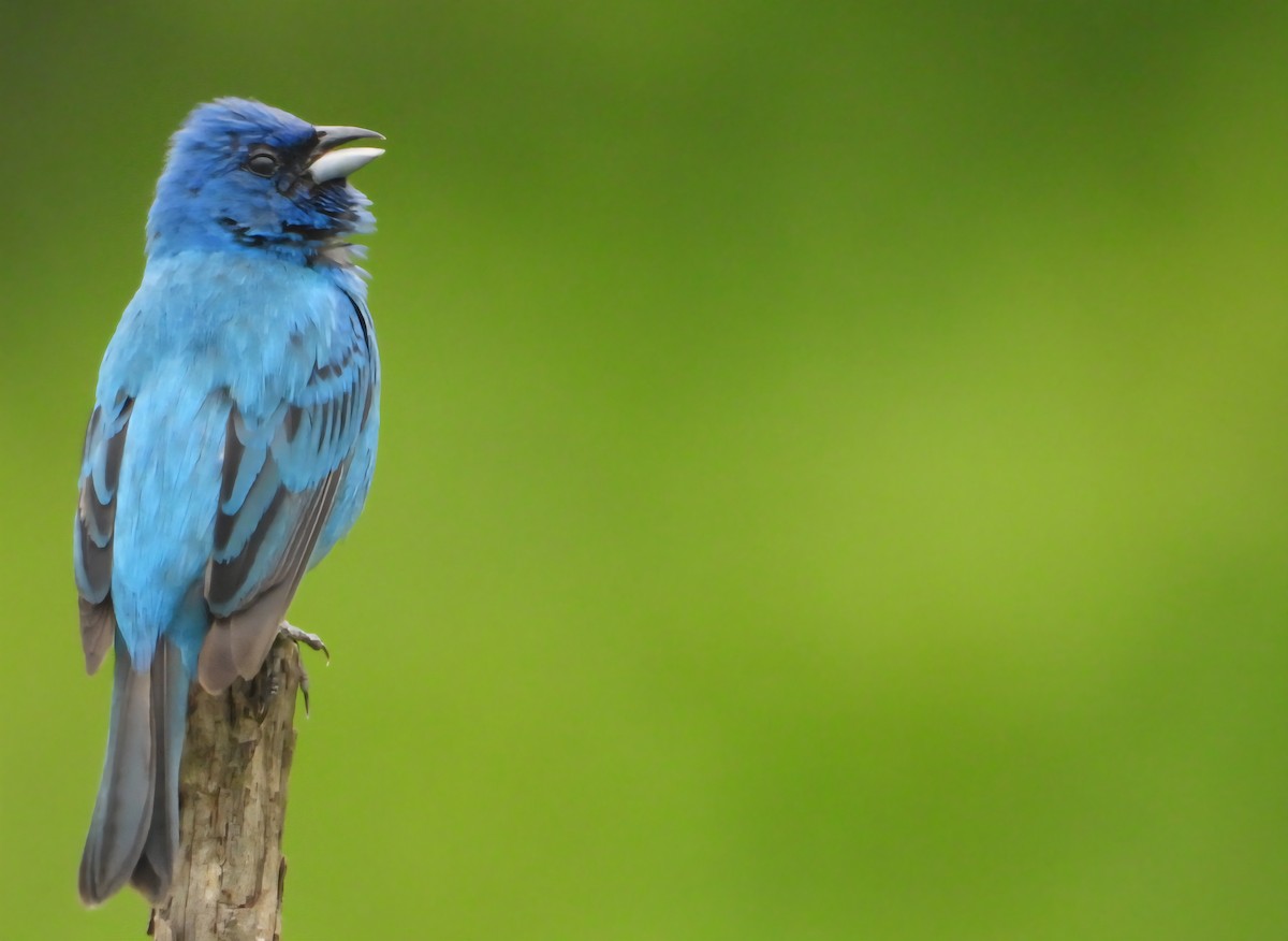 Indigo Bunting - ML638779174