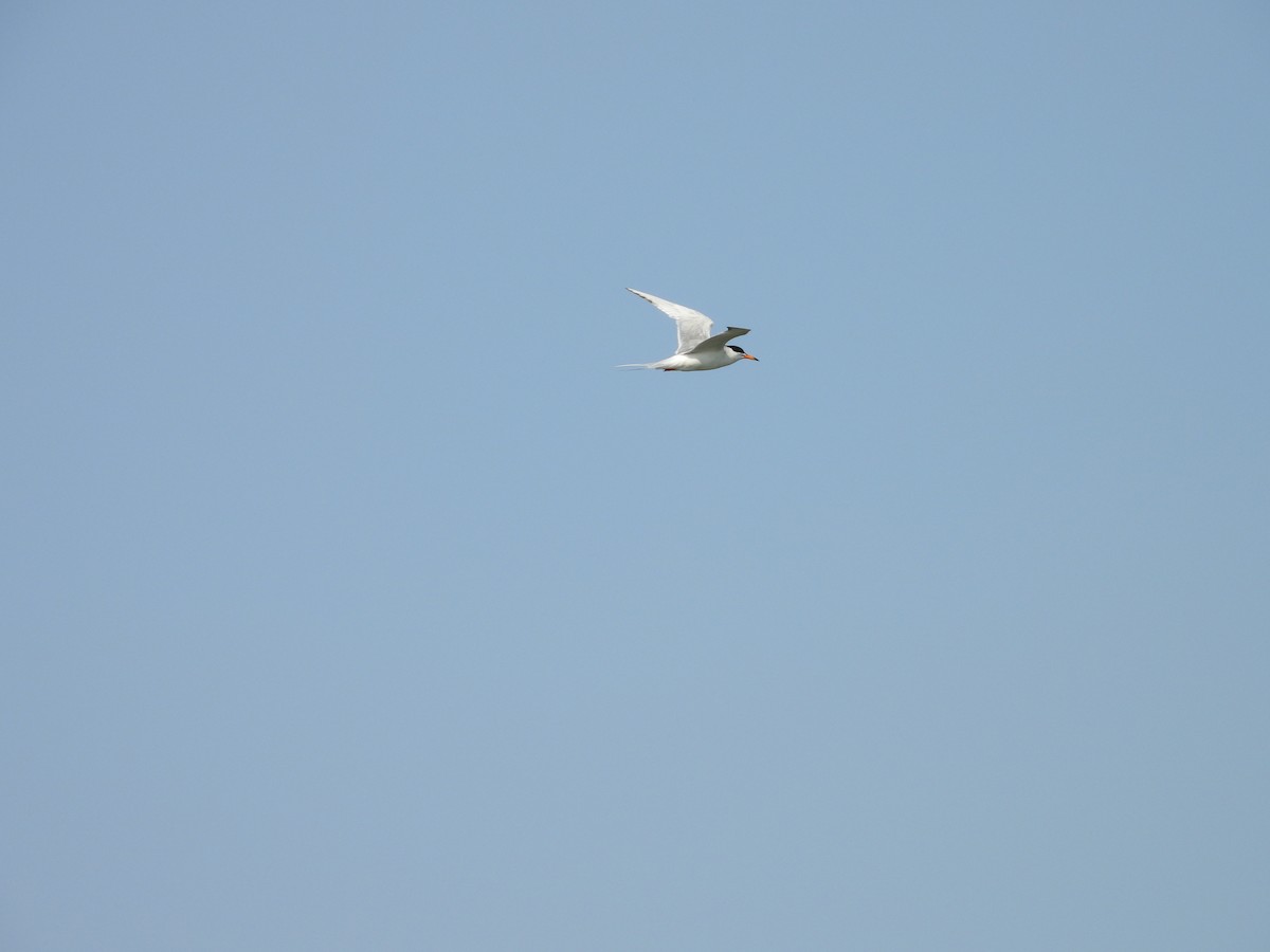 Forster's Tern - ML638779199