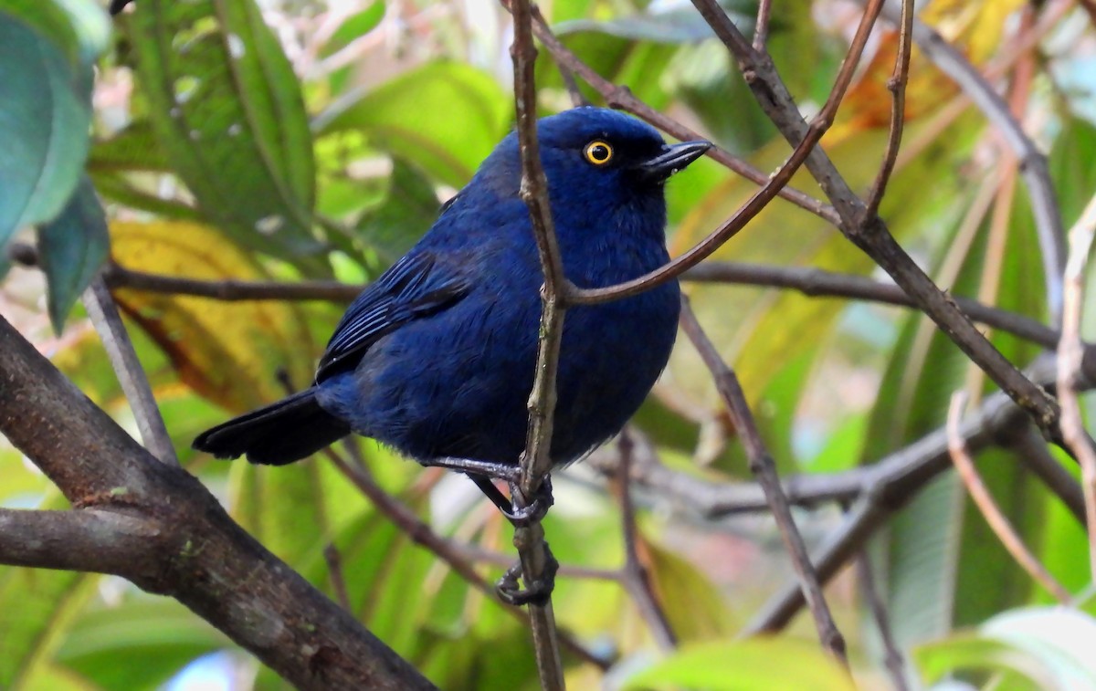 Deep-blue Flowerpiercer - ML638779200